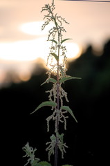 A stinging nettle in the dusk