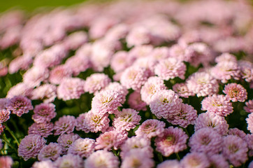 Autumn chrysanthemum flowers grow
