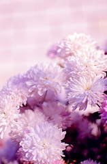 Autumn chrysanthemum flowers grow