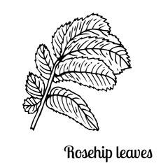 Rosehip leaves isolated sketch on white background.