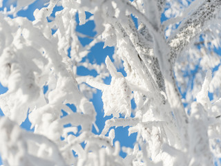 A tree with adherent clear white snow. Frosty winter sunny day
