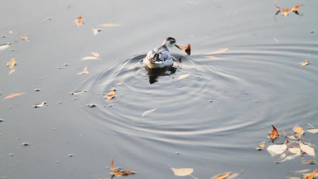 small bird swims among autumn leaves on the lake