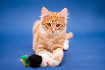 Fototapeta na wymiar Cute orange kitten with a toy. Dark blue background
