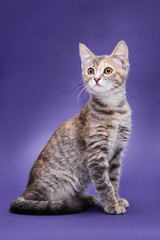 Obraz premium Cute stripped kitten. Purple background