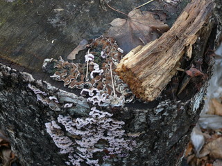 stump in the forest