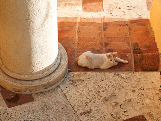 Street cat on stairs resting and enjoying in beautiful summer sunny day.
