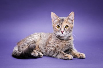 Fototapeta na wymiar Cute stripped kitten. Purple background