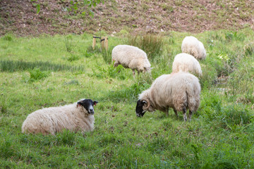 Naklejka na ściany i meble Sheep lying and grazing in a field