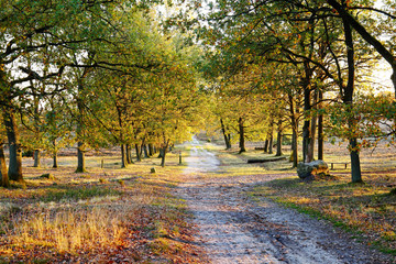 Lüneburger Heide Wanderweg in der Herbstsonne
