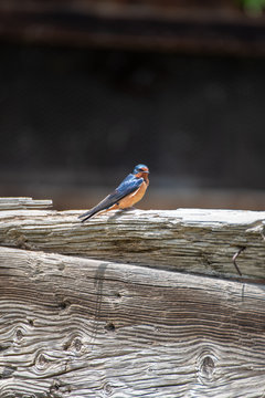 Swallow sitting on a fence