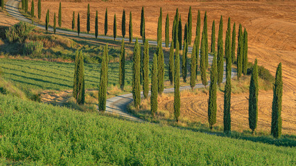 Fototapety  Beautiful curved road with cypress trees rolling over the hills. Travel destination Tuscany, Italy