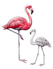 Hand-drawn flamingo on white background