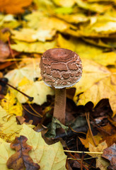 toadstool at the autumn forest