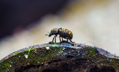 bug on wood