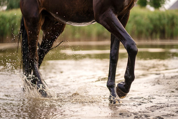 Beautiful well-groomed dark horse for a walk by the lake. A horse runs on water. Strength and Beauty