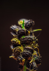 seeds