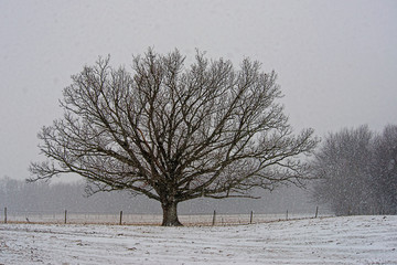 lone tree, series