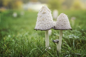 Coprinus comatus (Shaggy ink cap) mushrooms in grass.