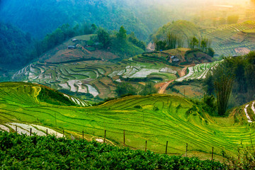 Vibrant landscapes of rice paddy terraces in fog. Sapa, Vietnam