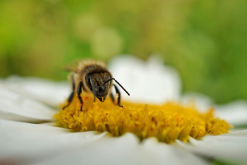 Biene beim Nektarsammeln auf einer Wiesen-Margerite