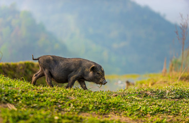Little black domestic pig walks on green path in Sapa, Lao Cai, Vietnam