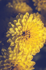 Close up of dahlia flowers processed to get a dark  yellow moody effect. Texture, patterns