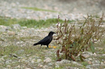 crow