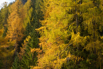 Bunter Wald im Herbst Wandern rund um den Pragser Wildsee mit schöner Bergkulisse in den Dolomiten in Südtirol Italien. Gelbe Bäume