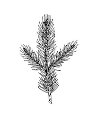 Hand drawn fir tree branch isolated on white. Vector illustration in sketch style. Christmas and New Year decor element