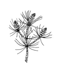 Hand drawn pine tree branch isolated on white. Vector illustration in sketch style. Christmas and New Year decor element