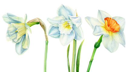 set of daffodil on an isolated white background, spring watercolor flower, botanical illustration
