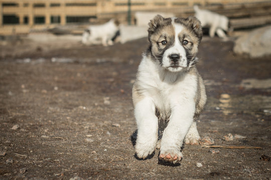 Alabai dog in the yard