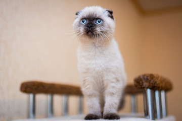 kitten scottish british cat burma munchkin animals