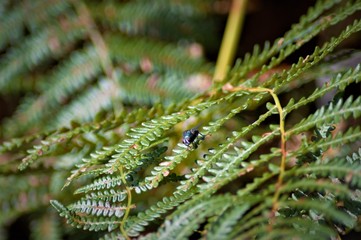 fern in forest