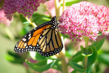 close up of a monarch butterfly feeding on a pink flower in the garden.