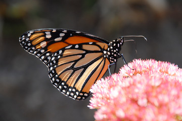 close up of a monarch butterfly feeding on a pink flower in the garden.