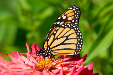 Fototapeta na wymiar close up of a monarch butterfly feeding on a pink flower in the garden.