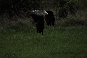 eagle in flight