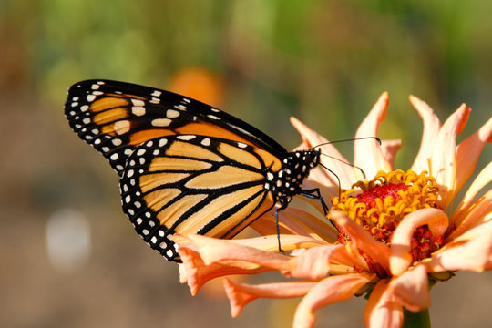 close up of a monarch butterfly feeding on a orange flower in the garden.