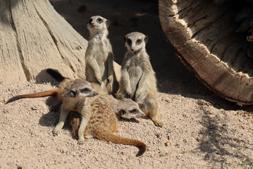 Meerkats 