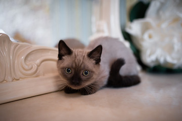 kitten scottish british cat burma munchkin animals