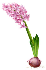 pink flower, watercolor hyacinth, spring plant on an isolated white background, botanical painting
