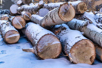 Sawn tree trunks covered with snow. Trunks of large trees in the winter season.