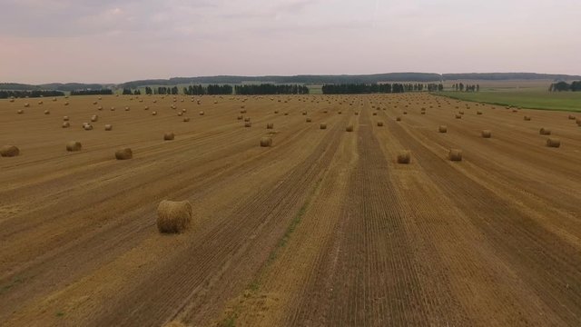Flight over crop wheat or rye field with stook hay straw bales. Harvest agriculture farm rural aerial 4k video background. Bread production concept.