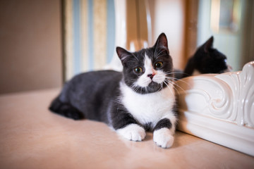 kitten scottish british cat burma munchkin animals