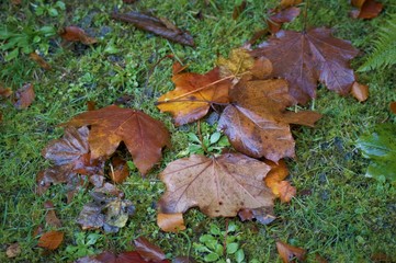 autumn leaves on grass