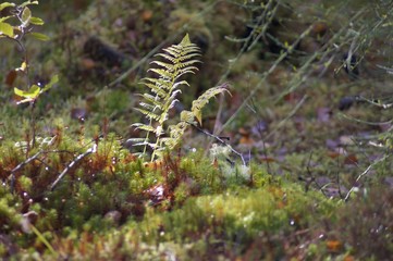 fern in forest