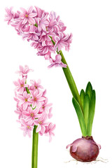 pink flower, watercolor hyacinth, spring plant on an isolated white background, botanical painting