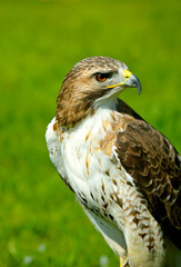 Red-Tailed-Buzzard