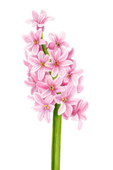 pink flower, watercolor hyacinth, spring plant on an isolated white background, botanical painting